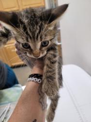 Shelter Stray Female Cat last seen ARDEN WAY at ALTA ARDEN EXPY, Sacramento County, CA, 6201 Florin Perkins Rd, Sacramento, CA 95828, USA