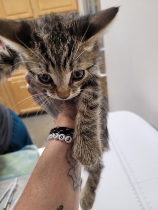 Shelter Stray Female Cat last seen ARDEN WAY at ALTA ARDEN EXPY, Sacramento County, CA, 6201 Florin Perkins Rd, Sacramento, CA 95828, USA