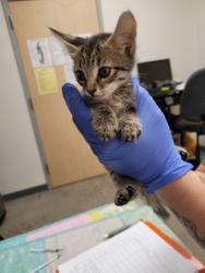 Shelter Stray Male Cat last seen ARDEN WAY at ALTA ARDEN EXPY, Sacramento County, CA, 6201 Florin Perkins Rd, Sacramento, CA 95828, USA
