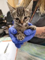 Shelter Stray Female Cat last seen ARDEN WAY at ALTA ARDEN EXPY, Sacramento County, CA, 6201 Florin Perkins Rd, Sacramento, CA 95828, USA