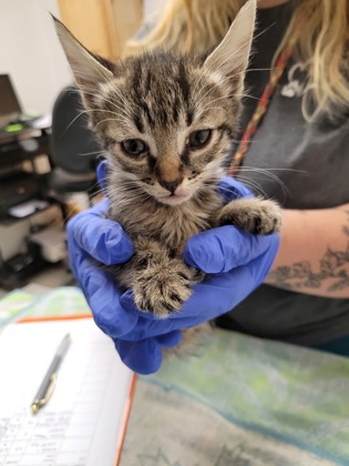 Shelter Stray Female Cat last seen ARDEN WAY at ALTA ARDEN EXPY, Sacramento County, CA, 6201 Florin Perkins Rd, Sacramento, CA 95828, USA
