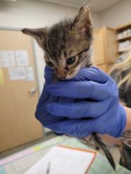 Shelter Stray Male Cat last seen ARDEN WAY at ALTA ARDEN EXPY, Sacramento County, CA, 6201 Florin Perkins Rd, Sacramento, CA 95828, USA