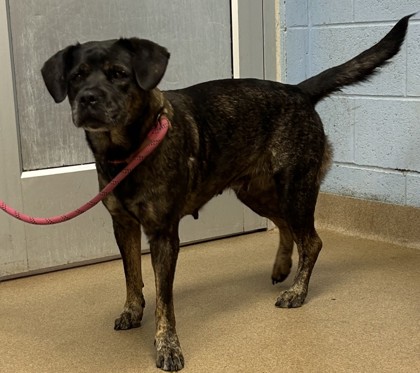 Shelter Stray Female Dog last seen Near Turner Hill Road, 30058, GA, 3280 Chamblee Dunwoody Rd, Chamblee, GA 30341, USA