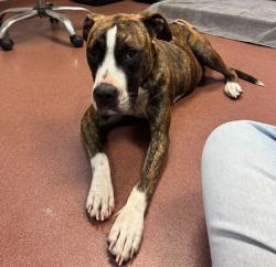 Shelter Stray Female Dog last seen 89th Avenue, OAKLAND, CA, 94621, 8323 Baldwin St, Oakland, CA 94621, USA