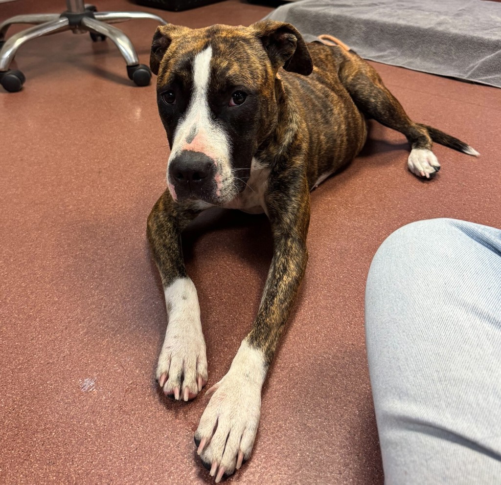 Shelter Stray Female Dog last seen 89th Avenue, OAKLAND, CA, 94621, 8323 Baldwin St, Oakland, CA 94621, USA