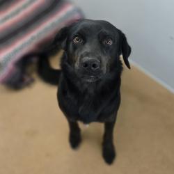 Shelter Stray Male Dog last seen Near 5th St, LIVERMORE, CA, 94550, 8323 Baldwin St, Oakland, CA 94621, USA