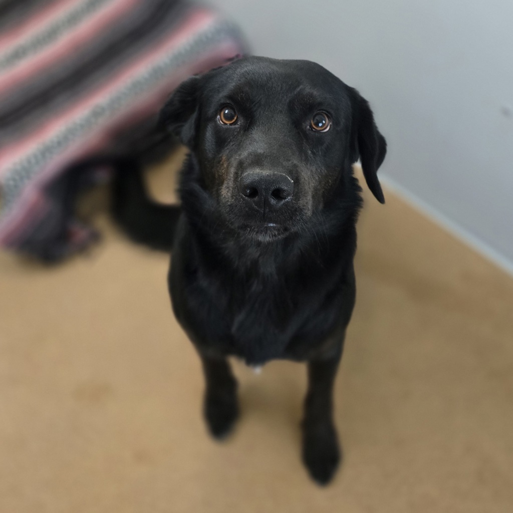 Shelter Stray Male Dog last seen Near 5th St, LIVERMORE, CA, 94550, 8323 Baldwin St, Oakland, CA 94621, USA