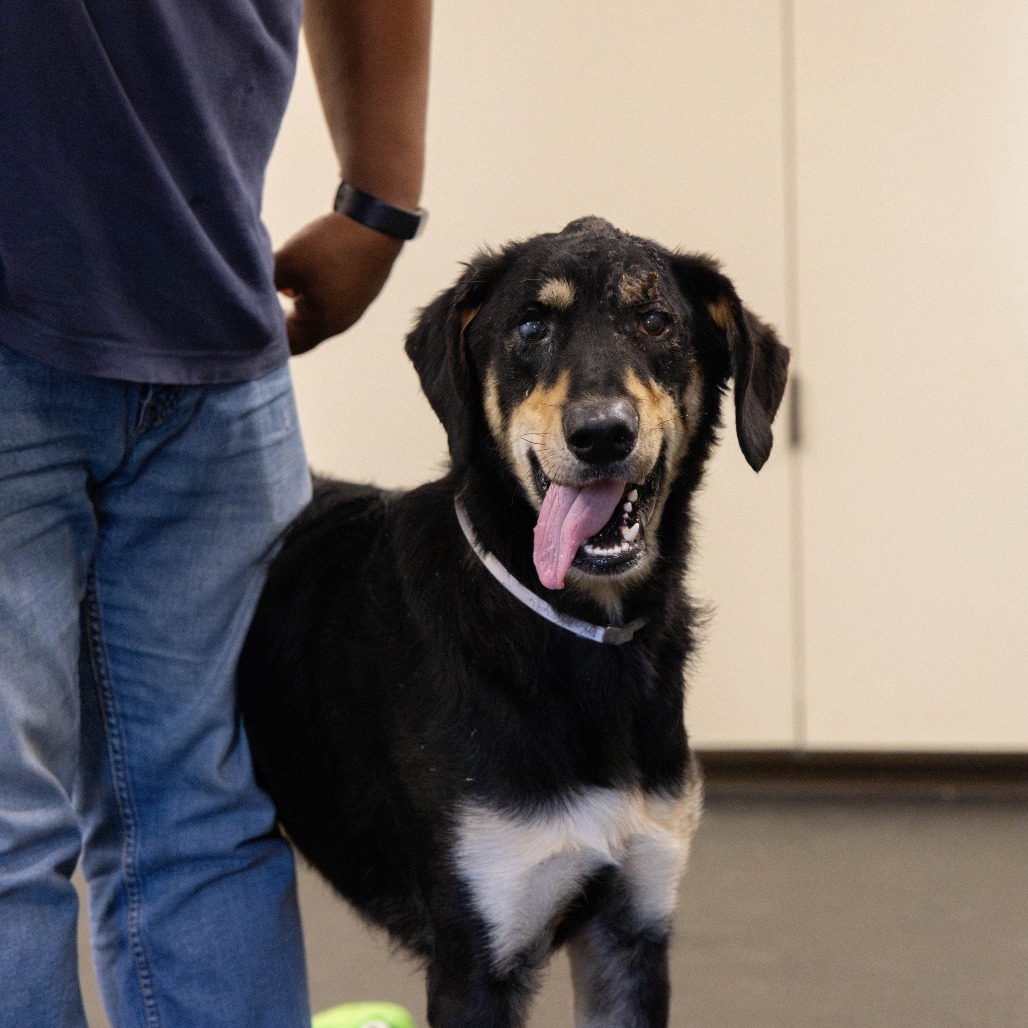 Shelter Stray Male Dog last seen , 361 S Raymond Ave, Pasadena, CA 91105, USA