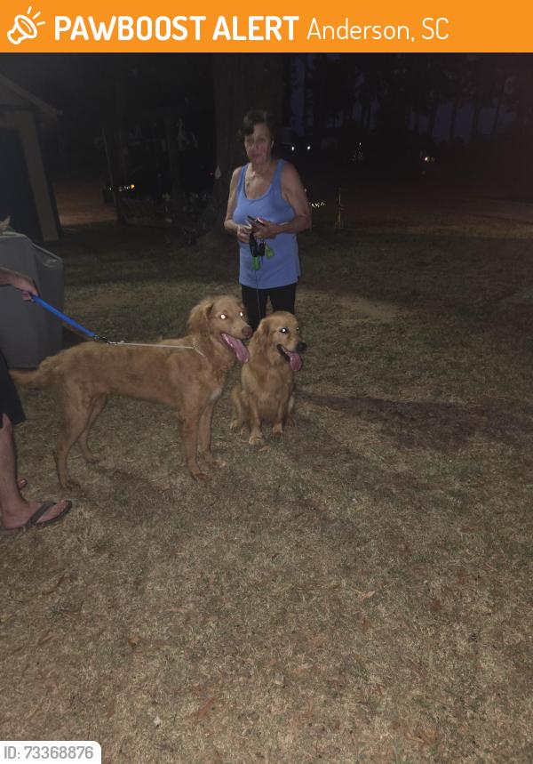 Found/Stray Female Dog last seen Near martin rd, Anderson, SC 29626