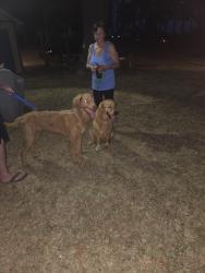 Found/Stray Female Dog last seen Near martin rd, Anderson, SC 29626