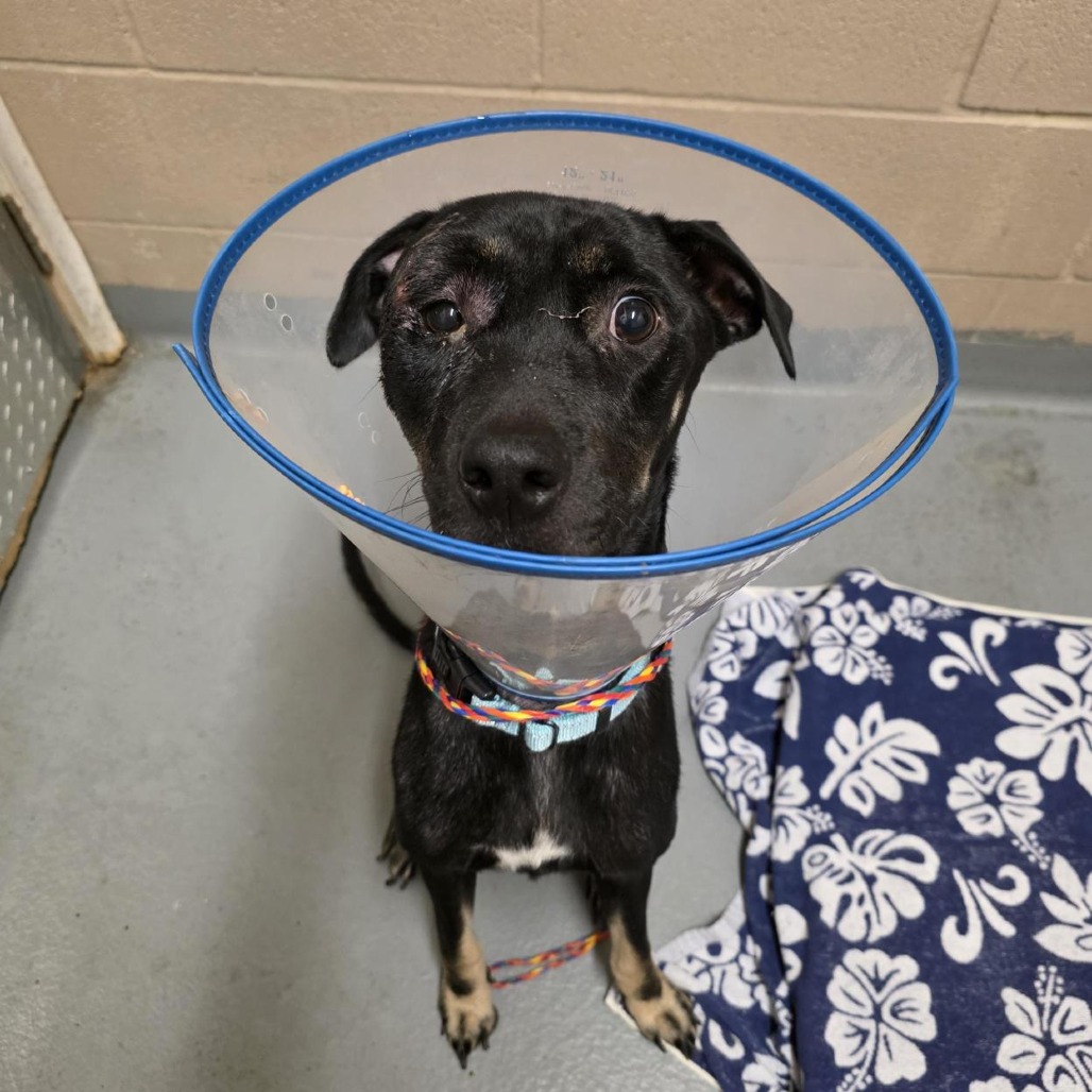 Shelter Stray Female Dog last seen , 2608 Center St, Tacoma, WA 98409, USA