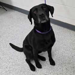 Shelter Stray Male Dog last seen , 5801 Graye Ln, Caldwell, ID 83607, USA