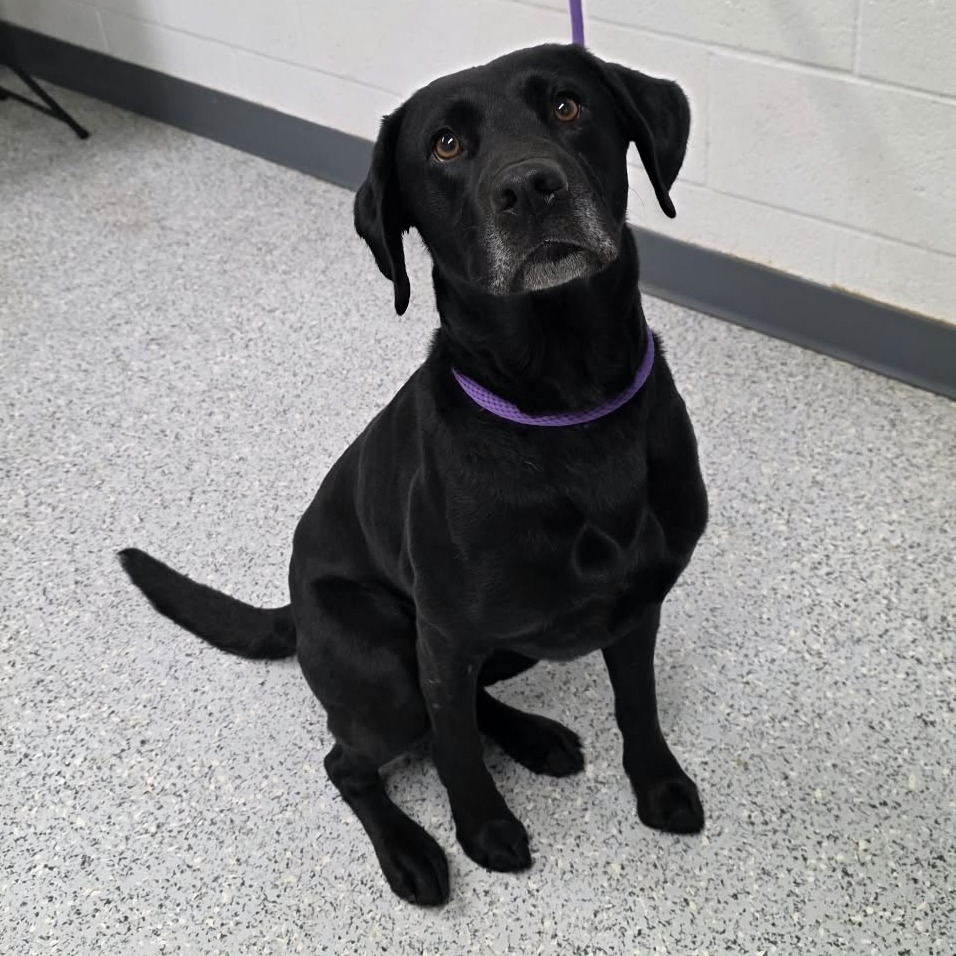 Shelter Stray Male Dog last seen , 5801 Graye Ln, Caldwell, ID 83607, USA