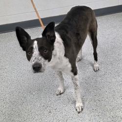 Shelter Stray Female Dog last seen , 5801 Graye Ln, Caldwell, ID 83607, USA