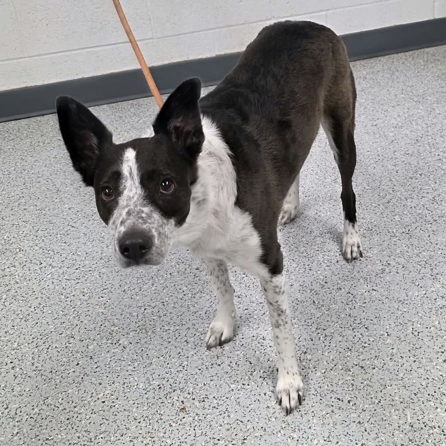 Shelter Stray Female Dog last seen , 5801 Graye Ln, Caldwell, ID 83607, USA