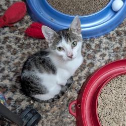 Shelter Stray Female Cat last seen , 8020 Washington St, Port Richey, FL 34668, USA