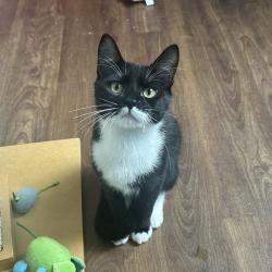Shelter Stray Male Cat last seen , 8020 Washington St, Port Richey, FL 34668, USA