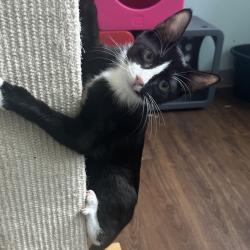 Shelter Stray Male Cat last seen , 8020 Washington St, Port Richey, FL 34668, USA