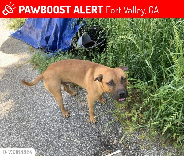 Lost Male Dog last seen River Road between Wilville Rd and HWY 96, Fort Valley, GA 31030