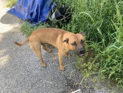 Lost Male Dog last seen River Road between Wilville Rd and HWY 96, Fort Valley, GA 31030