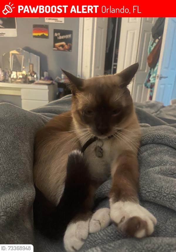 Lost Male Cat last seen Sweet cedar circle, Orlando, FL 32801