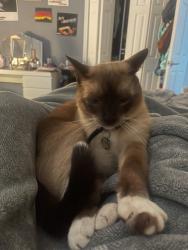 Lost Male Cat last seen Sweet cedar circle, Orlando, FL 32801