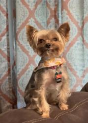 Lost Female Dog last seen Weaver road and west McNeese, Lake Charles, LA 70605