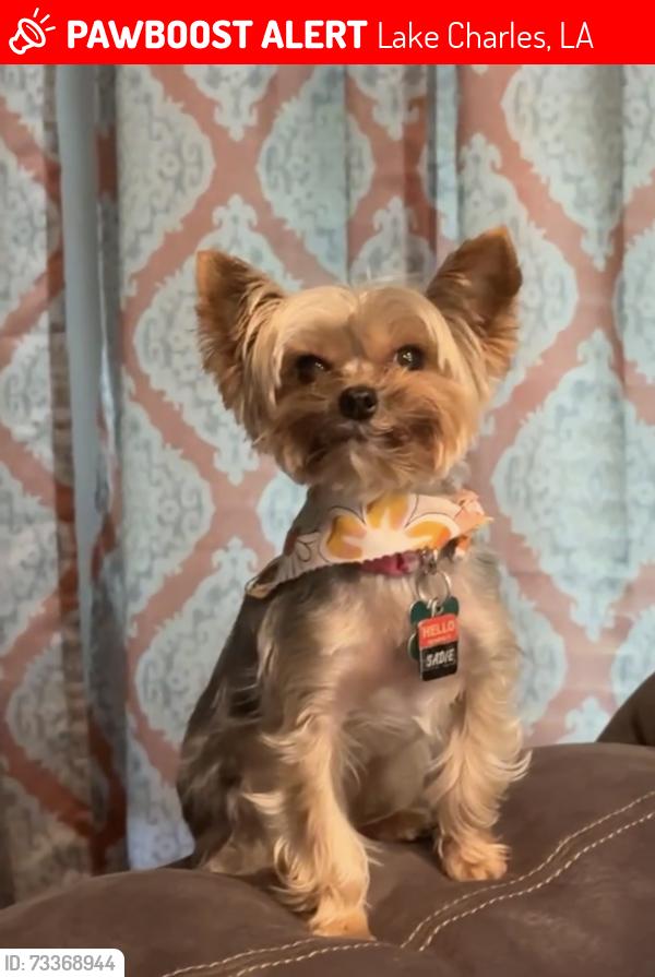 Lost Female Dog last seen Weaver road and west McNeese, Lake Charles, LA 70605