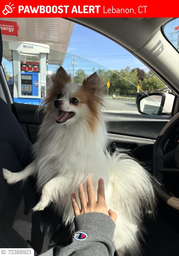 Lost Female Dog last seen Old colchester road, Leonard Bridge Road, Lebanon, CT 06249