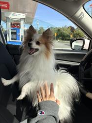 Lost Female Dog last seen Old colchester road, Leonard Bridge Road, Lebanon, CT 06249