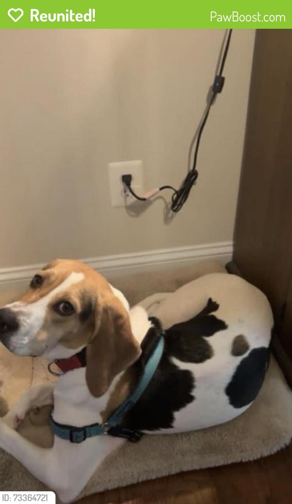 Reunited Female Dog last seen Lee Drive, Fredericksburg, VA 22401