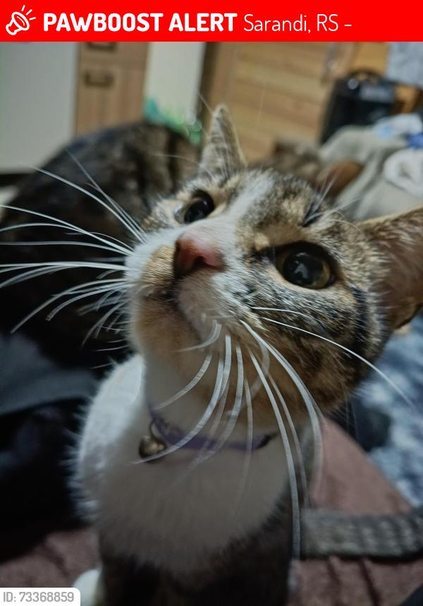 Lost Female Cat last seen Não ia muito longe da vila, Sarandi, RS 91140-502
