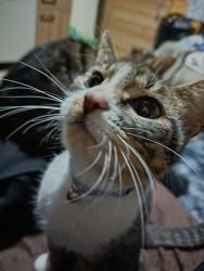 Lost Female Cat last seen Não ia muito longe da vila, Sarandi, RS 91140-502
