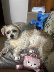 Lost Male Dog last seen Near binder street Aurora Illinois, Aurora, IL 60505