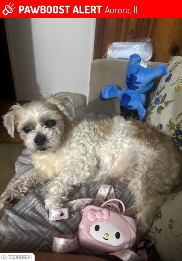 Lost Male Dog last seen Near binder street Aurora Illinois, Aurora, IL 60505