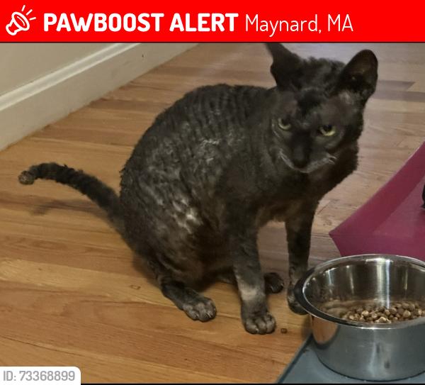 Lost Female Cat last seen Old Marlboro, Maynard, MA 01754