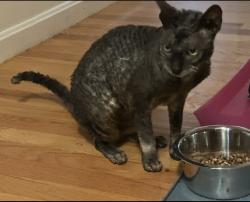 Lost Female Cat last seen Old Marlboro, Maynard, MA 01754