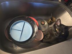 Lost Female Cat last seen 2nd and Iris st., Broomfield, CO 80020