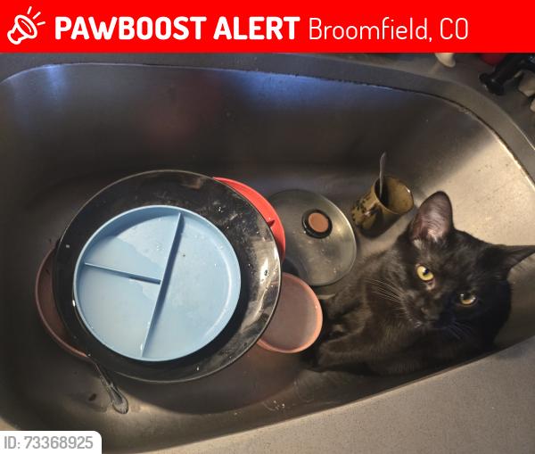 Lost Female Cat last seen 2nd and Iris st., Broomfield, CO 80020