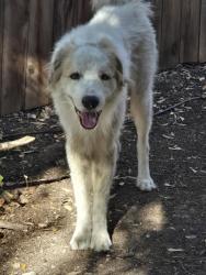 Found/Stray Male Dog last seen Deadwood Dr and Pine Pl, Austin, TX 78744