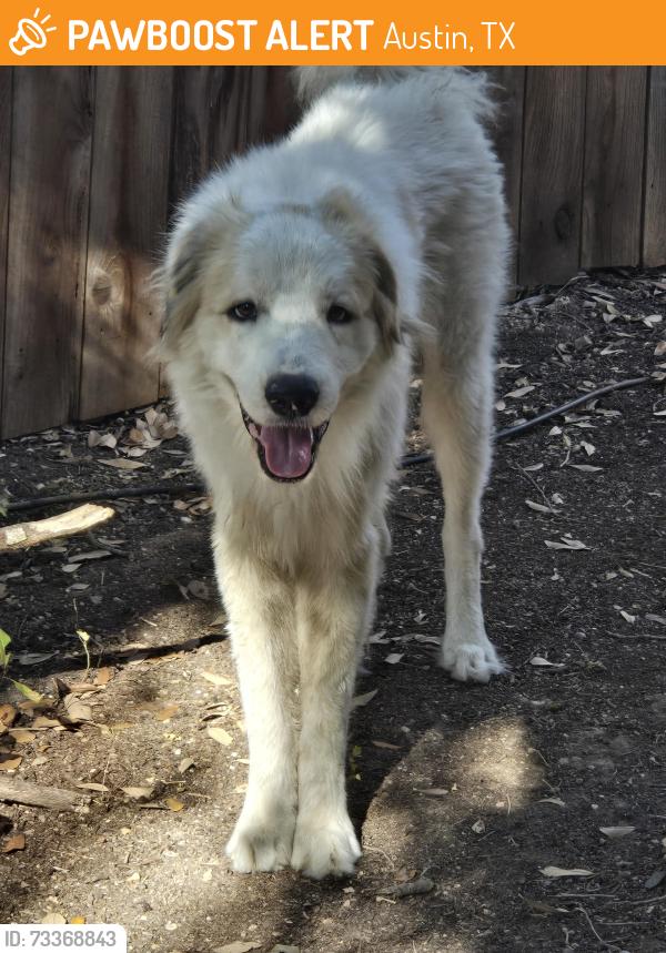 Found/Stray Male Dog last seen Deadwood Dr and Pine Pl, Austin, TX 78744