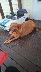 Found/Stray Female Dog last seen Highland circle, Springtown, TX 76082