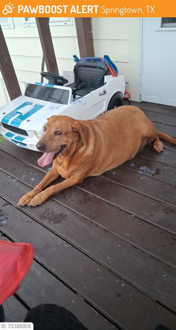 Found/Stray Female Dog last seen Highland circle, Springtown, TX 76082