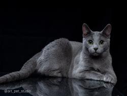 Lost Male Cat last seen spiers rd, Newton, MA 02459