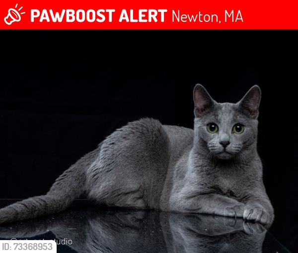 Lost Male Cat last seen spiers rd, Newton, MA 02459
