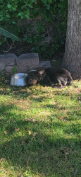Found/Stray Unknown Dog last seen Broadway and Stapley, Mesa, AZ 85204
