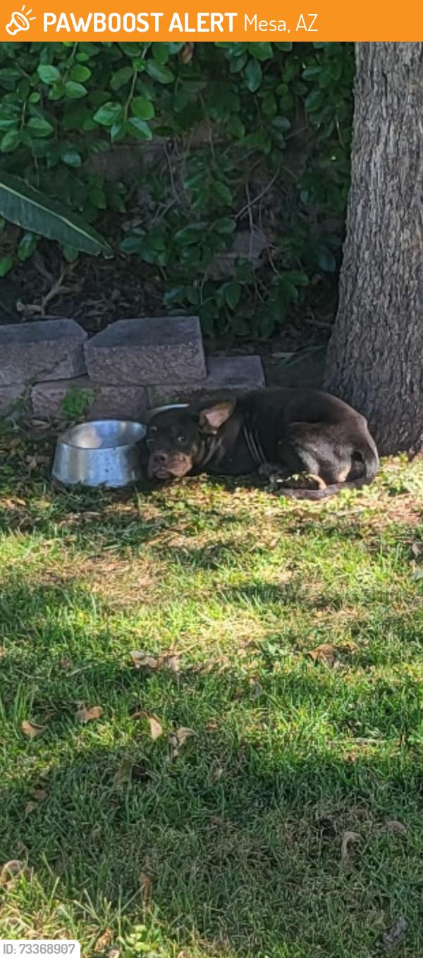 Found/Stray Unknown Dog last seen Broadway and Stapley, Mesa, AZ 85204