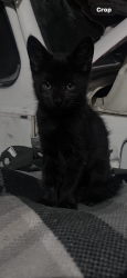Lost Female Cat last seen Rebecca Ave, Vista, CA 92084