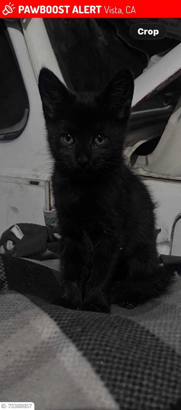 Lost Female Cat last seen Rebecca Ave, Vista, CA 92084