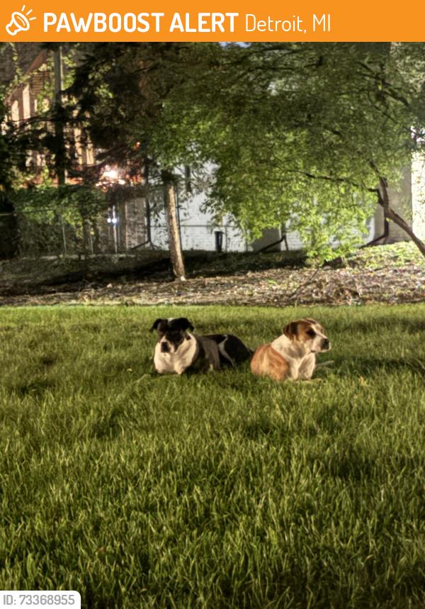 Found/Stray Unknown Dog last seen Canterbury Rd, Detroit, MI 48221